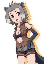 Rule 34 | 10s, 1girl, american beaver (kemono friends), animal ears, beaver ears, beaver tail, bike shorts, bikini, bikini top only, blush, breasts, brown eyes, cleavage, elbow gloves, gloves, gradient hair, grey hair, jacket, kemono friends, looking at viewer, multicolored hair, navel, open clothes, open jacket, open mouth, shorts, solo, swimsuit, tail
