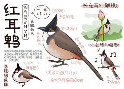 Rule 34 | animal, animal focus, bird, black eyes, chinese commentary, chinese text, closed mouth, commentary, flower, from side, full body, garlica, highres, multiple views, music, musical note, no humans, open mouth, original, pink flower, simple background, singing, speech bubble, translation request, white background