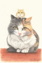 Rule 34 | animal, animal focus, calico, cat, closed mouth, colored pencil (medium), commentary, hamster, highres, looking at viewer, midori (user rfup2354), no humans, original, pastel (medium), signature, sitting, traditional media, white background, yellow eyes
