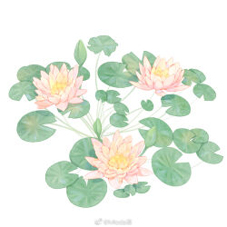 Rule 34 | commentary request, flower, flower focus, lily pad, mioda xi, no humans, original, pink flower, pinyin commentary, simple background, water lily flower, watermark, weibo logo, weibo watermark, white background