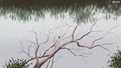 Rule 34 | artist name, bare tree, bird, branch, commentary, kingfisher, lake, leaf, making-of available, mclelun, no humans, original, outdoors, photo-referenced, reflection, scenery, tree