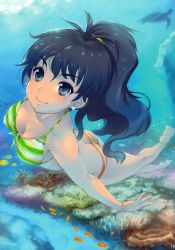 Rule 34 | 1girl, absurdres, animal, antenna hair, ass, bare legs, barefoot, bikini, black hair, blue eyes, breasts, butt crack, cleavage, diving, earrings, fish, foreshortening, freediving, front-tie top, ganaha hibiki, high ponytail, highres, holding breath, idolmaster, idolmaster (classic), jewelry, long hair, medium breasts, mikel (4hands), multicolored bikini, multicolored clothes, ponytail, scan, smile, solo, striped bikini, striped clothes, swimming, swimsuit, turtle, underwater, very long hair