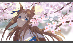 Rule 34 | 1girl, absurdres, animal ears, blouse, blue eyes, blue shirt, branch, brown hair, cherry blossoms, floating hair, grass wonder (umamusume), highres, horse ears, laika (sputnik2nd), letterboxed, long hair, looking at viewer, parted lips, sailor collar, shirt, solo, umamusume, upper body