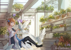 Rule 34 | 1girl, ao hitomi, bird, bird on hand, black footwear, black pantyhose, blonde hair, blue eyes, book, bow, detached sleeves, dove, drawer, flower, flower pot, hair bow, indoors, jar, lantern, open book, original, pantyhose, picture frame, pixiv fantasia, pixiv fantasia t, plant, potted plant, shadow, shoes, short hair, sitting, solo, sunlight, vase, window