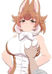 Rule 34 | 1girl, :3, alternate breast size, animal ears, bare arms, bare shoulders, breasts, brown hair, closed mouth, deep skin, dhole (kemono friends), dog ears, grabbing, grabbing another&#039;s breast, grey eyes, half-closed eyes, hands on own hips, highres, kemono friends, kemono friends 3, large breasts, looking at viewer, mamiyama, medium hair, pov, pov hands, shirt, simple background, sleeveless, sleeveless shirt, smile, smug, solo focus, upper body, white background, white hair