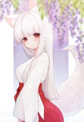 Rule 34 | 1girl, animal ears, blurry, blurry foreground, breasts, closed mouth, fox ears, fox girl, fox tail, from side, hakama, hakama skirt, highres, japanese clothes, kimono, long hair, looking at viewer, medium breasts, miko, original, purple background, red eyes, red hakama, skirt, solo, tail, too co 7020, upper body, white hair, white kimono, wide sleeves