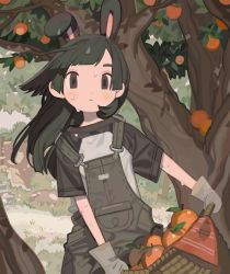 Rule 34 | 1girl, absurdres, animal ears, basket, black hair, black overalls, blush, character request, commentary, copyright request, day, food, fruit, gloves, grass, grey eyes, grey gloves, highres, holding, holding basket, leaf, long hair, looking at viewer, memcchi, orange (fruit), outdoors, overalls, parted lips, rabbit ears, shirt, short hair, short sleeves, solo, standing, sweat, thick eyebrows, tree