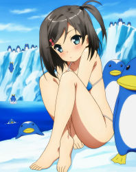 Rule 34 | 10s, 1girl, :o, absurdres, ahoge, armpits, barefoot, between thighs, bikini, bird, black hair, blue eyes, blush, breasts, clenched hand, cloud, crossed legs, day, diving, feet, hair ornament, hairclip, hentai ouji to warawanai neko., highres, iceberg, legs, looking at viewer, ocean, on ground, open mouth, outdoors, parted bangs, partially submerged, penguin, screencap, scrunchie, short hair, side ponytail, sitting, sky, small breasts, splashing, string bikini, swept bangs, swimsuit, toes, tsutsukakushi tsukiko, v arms, water