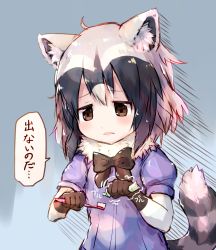 Rule 34 | 10s, 1girl, ahoge, animal ears, bad id, bad pixiv id, black eyes, black gloves, black hair, blue shirt, blush, common raccoon (kemono friends), d:, fur trim, gloves, hair between eyes, holding, kemono friends, looking down, multicolored hair, open mouth, parted lips, puffy short sleeves, puffy sleeves, raccoon ears, raccoon tail, sad, shirt, short hair, short sleeves, solo, speech bubble, squeezing, sukemyon, tail, toothbrush, toothpaste, translation request, trembling