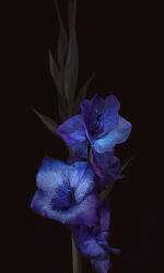 Rule 34 | black background, flower, flower focus, ibuki satsuki, no humans, original, purple flower, still life