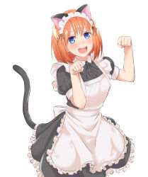 Rule 34 | 1girl, :d, alternate costume, animal ears, apron, black dress, black ribbon, blue eyes, cat ears, cat tail, collared dress, commentary request, dress, enmaided, fake animal ears, fake tail, frilled apron, frills, go-toubun no hanayome, highres, hofumaso, looking at viewer, maid, maid apron, maid headdress, nakano yotsuba, neck ribbon, open mouth, orange hair, paw pose, puffy short sleeves, puffy sleeves, ribbon, short sleeves, smile, solo, tail, teeth, upper teeth only, white apron, white background