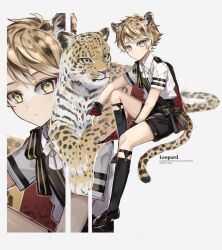 Rule 34 | 1boy, animal, animal ears, blonde hair, cape, collared shirt, highres, ichimishiyu, invisible chair, legwear garter, leopard, leopard boy, leopard ears, leopard tail, loafers, looking at viewer, male focus, neck ribbon, original, ribbon, sash, shirt, shoes, short hair, short sleeves, shorts, sitting, socks, solo, spotted hair, tail, wrist cuffs, yellow eyes, zoom layer