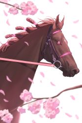 Rule 34 | absurdres, animal focus, bad id, bad pixiv id, branch, cherry blossoms, commentary, flower in eye, highres, horse, nayuta ggg, no humans, petals, real life, sakura laurel (racehorse), simple background, symbol in eye, tagme, white background