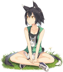 Rule 34 | 1girl, animal, animal ears, animal in clothes, bad id, bad pixiv id, black hair, brown eyes, cat, cat ears, cat tail, jacket, kimura (ykimu), multicolored hair, multiple tails, nekomata, open clothes, open jacket, original, short hair, shorts, sitting, slit pupils, solo, tail, two-tone hair