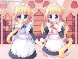 Rule 34 | 2girls, animal ears, apron, blonde hair, blue eyes, blush, bow, cat ears, cat tail, holding hands, highres, holding own tail, indoors, kagura yuuki, long hair, maid, maid apron, maid headdress, multiple girls, nekono osero, nervous, pink bow, tail, tail grab, twintails, wallpaper, window