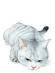 Rule 34 | animal, animal focus, cat, green eyes, lying, murata (bakeneko soudou), no humans, original, simple background, tabby cat, tail, white background