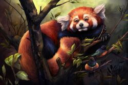 Rule 34 | animal, animal focus, bird, charfade, commentary, english commentary, leaf, looking at viewer, no humans, original, red fur, red panda, sitting, tree