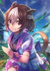 Rule 34 | 1girl, amane sora, animal ears, blue ribbon, braid, brown hair, clenched teeth, collared shirt, commentary request, day, grass, hair between eyes, highres, horse ears, horse girl, horse tail, jacket, looking at viewer, medium hair, motion blur, multicolored hair, neck ribbon, pink eyes, pleated skirt, puffy short sleeves, puffy sleeves, ribbon, running, shirt, short sleeves, skirt, sky, solo, special week (umamusume), streaked hair, tail, teeth, two-tone hair, umamusume, vest, white hair, white jacket, white shirt, white skirt, wrist cuffs