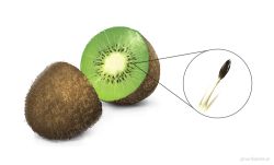 Rule 34 | food, fruit, kiwi (fruit), no humans, nurikabe (mictlan-tecuhtli), original, seed, white background