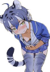 Rule 34 | 1girl, ahoge, animal ear fluff, animal ears, blue hair, blue jacket, blue skirt, blush, breasts, collarbone, commentary, downblouse, hair between eyes, highres, jacket, kemono friends, leaning forward, looking at viewer, maltese tiger (kemono friends), masuyama ryou, medium breasts, multicolored hair, nipples, no bra, open clothes, open jacket, plaid, plaid skirt, shirt, simple background, sketch, skirt, solo, tail, thigh gap, thighhighs, tiger ears, tiger girl, tiger tail, white background, white hair, white shirt, yellow eyes