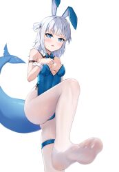 Rule 34 | 1girl, absurdres, animal ears, blue eyes, blush, fake animal ears, feet, fins, fish tail, gawr gura, highres, hololive, leotard, long hair, looking at viewer, multicolored hair, pantyhose, parted lips, rabbit ears, shark tail, short twintails, silver hair, soles, streaked hair, tail, toes, twintails, virtual youtuber, white background, white pantyhose