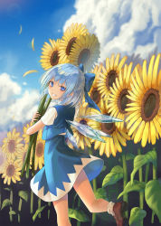 Rule 34 | 1girl, blue bow, blue eyes, blue hair, blue skirt, blue sky, blue vest, bow, brown footwear, cha chya, cirno, cloud, commentary, day, feet out of frame, field, flower, flower field, from behind, grin, hair bow, highres, holding, holding flower, ice, ice wings, lens flare, looking at viewer, looking back, miniskirt, outdoors, petals, running, shirt, shoes, short hair, short sleeves, sidelocks, skirt, skirt set, sky, smile, socks, solo, sunflower, sunflower field, thighs, touhou, vest, white shirt, white socks, wings