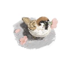 Rule 34 | animal, animal focus, bird, brown bird, commentary, eurasian tree sparrow, flower, from above, holding, holding flower, kezuru, looking up, mouth hold, no humans, original, pink flower, simple background, solo, sparrow, standing, white background, white bird