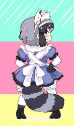 Rule 34 | 10s, 1girl, adapted costume, alternate costume, animal ears, apron, back bow, black hair, bow, commentary request, common raccoon (kemono friends), dress, elbow gloves, enmaided, fur collar, gloves, grey hair, kemono friends, maid, maid apron, maid headdress, multicolored hair, pantyhose, puffy sleeves, raccoon ears, raccoon tail, shimanoji, short hair, solo, tail