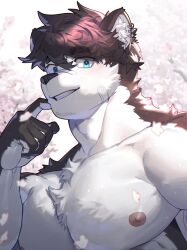 Rule 34 | 1boy, absurdres, adam&#039;s apple, bandaid, bandaid on cheek, bandaid on face, bara, cherry blossoms, chest tuft, day, dog boy, earrings, eyebrow cut, facial hair, furry, furry male, goatee stubble, hair between eyes, highres, huge eyebrows, jewelry, large pectorals, looking at viewer, male focus, muscular, muscular male, nipples, nude, original, pectorals, portrait, rubbing nose, sanpaku, short hair, solo, stubble, ttn (239 239), white fur