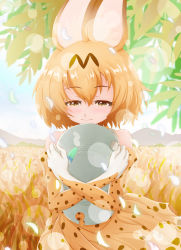 Rule 34 | 10s, 1girl, animal ears, bare shoulders, blonde hair, blush, brown eyes, bucket hat, closed mouth, day, elbow gloves, gloves, grass, hair between eyes, hat, hat feather, high-waist skirt, highres, kemono friends, lens flare, hugging object, outdoors, pandemic14, plant, savannah, serval (kemono friends), serval print, shirt, short hair, skirt, sleeveless, sleeveless shirt, smile, solo, white shirt, wind
