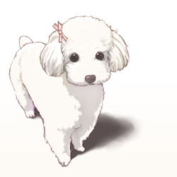 Rule 34 | animal focus, black eyes, bow, dog, hair bow, kinoebi, original, poodle, shadow, simple background, solo, white background