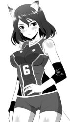 Rule 34 | 1girl, adriana visconti, animal ears, bare shoulders, bike shorts, blush, breasts, covered erect nipples, flying sweatdrops, greyscale, kyogoku shin, large breasts, monochrome, noble witches, short hair, solo, strike witches, sweatband, uniform, world witches series