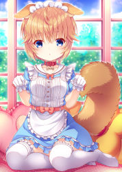 Rule 34 | 1girl, :o, animal ear fluff, animal ears, apron, blue dress, blue eyes, blush, bow, brown hair, collar, collared dress, commentary request, copyright request, day, dress, frilled apron, frilled pillow, frilled thighhighs, frills, gloves, hair between eyes, hands up, heart, heart-shaped pillow, highres, indoors, maid headdress, no shoes, parted lips, pillow, puffy short sleeves, puffy sleeves, red bow, red collar, short hair, short sleeves, sitting, solo, tail, thighhighs, virtual youtuber, waist apron, white apron, white gloves, white thighhighs, window, yokozuwari, yuku (kiollion)