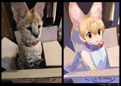 Rule 34 | 10s, 1girl, :&lt;, animal ears, bare shoulders, belt collar, black border, blonde hair, border, box, cardboard box, closed mouth, collar, commentary request, dated, green eyes, hair between eyes, in box, in container, kemono friends, korean commentary, no nose, photo-referenced, photo inset, reference photo, roonhee, serval, serval (kemono friends), serval print, shirt, short hair, signature, sitting, sleeveless, sleeveless shirt, solo, white shirt