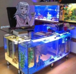 Rule 34 | 1girl, blue hair, blue sailor collar, blunt bangs, commentary, cup, desk, english commentary, fish tank, fish tank desk, gawr gura, glass, grey hair, hair ornament, holding, holding cup, hololive, hololive english, indoors, long hair, long sleeves, looking at viewer, multicolored hair, neckerchief, on chair, open mouth, photo background, red neckerchief, sailor collar, school uniform, serafuku, shark hair ornament, sitting, solo, streaked hair, twitter username, two side up, upper body, varliet, virtual youtuber