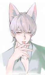 Rule 34 | 1boy, animal ear fluff, animal ears, blood, blood on face, blood on hands, collared shirt, copyright request, cuts, denpa0304, extra ears, fox ears, grey hair, grey shirt, hand up, highres, injury, licking, licking finger, looking at viewer, male focus, pectoral cleavage, pectorals, portrait, scar, scar on face, scar on nose, shirt, short hair, simple background, solo, tongue, tongue out, white background, yellow eyes