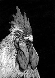 Rule 34 | animal, bacius, beak, bird, chicken, greyscale, highres, monochrome, no humans, original, rooster, simple background, solo