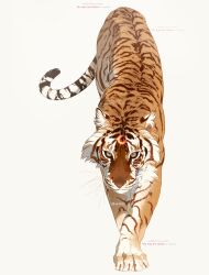 Rule 34 | animal, animal focus, commentary, crescent, english commentary, full body, highres, instagram username, looking at viewer, no humans, original, simple background, tiger, white background, xiintoii