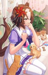 Rule 34 | 1girl, animal ears, bad link, blouse, blush, brown hair, cat, cat teaser, character request, chorefuji, commentary request, covering own mouth, dog, frills, hair ornament, hair ribbon, hands up, horse ears, horse girl, horse tail, indoors, looking down, pleated skirt, purple shirt, raised eyebrows, ribbon, shirt, short hair, short sleeves, sitting, skirt, sweatdrop, tail, thighhighs, umamusume, white skirt, white thighhighs