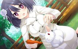 Rule 34 | 1girl, :o, artist request, black hair, blush, breasts, rabbit, carrot, coat, dutch angle, flower, game cg, hair flower, hair ornament, highres, inuzumi masaki, looking at viewer, looking down, ooyama riri, open mouth, outdoors, red eyes, short hair, sitting, smile, solo, star-shaped pupils, star (symbol), symbol-shaped pupils, takano yuki (allegro mistic), tarareba (aries)