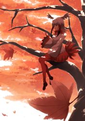 Rule 34 | 10s, 1girl, autumn leaves, black hair, blunt bangs, dappled sunlight, from side, fur trim, hand up, head wings, highres, japanese crested ibis (kemono friends), kemono friends, leaf, long hair, long sleeves, maple leaf, miniskirt, multicolored hair, outdoors, pantyhose, pleated skirt, red hair, red pantyhose, red skirt, sitting, skirt, smile, solo, sunlight, tokoname, tree, white hair, wide sleeves, wings, yellow eyes