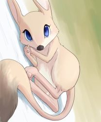 Rule 34 | blue eyes, furry, kangaroo, lying, on side, ryu masakaze