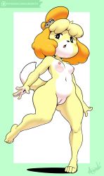 Rule 34 | 1girl, absurdres, animal crossing, animal ears, argento, artist name, bell, black eyes, blonde hair, blush, blush stickers, border, breasts, cleft of venus, collarbone, dog ears, dog tail, fat mons, feet, full body, furry, furry female, green border, hair bell, hair ornament, highres, isabelle (animal crossing), legs apart, logo, looking to the side, navel, nintendo, nipples, nude, open mouth, patreon, pussy, short hair, signature, simple background, small breasts, solo, standing, standing on one leg, tail, text focus, uncensored, watermark, web address, white background