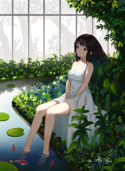 Rule 34 | .l.l, 1girl, absurdres, animal, bare arms, bare shoulders, barefoot, between legs, black hair, blush, breasts, brown eyes, closed mouth, commentary request, dress, eyebrows hidden by hair, fish, full body, hand between legs, highres, indoors, koi, lily pad, long hair, looking at viewer, medium breasts, original, plant, sitting, sleeveless, sleeveless dress, soaking feet, solo, water, white dress