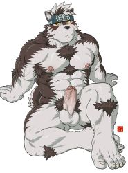 Rule 34 | 1boy, abs, ainu clothes, animal ears, bara, blush, chest hair, commentary, completely nude, english commentary, erection, feet, foreshortening, furry, furry male, grey fur, grey hair, headband, horkeu kamui, large pectorals, leg up, male focus, male pubic hair, muscular, muscular male, nipples, nude, pectorals, penis, pubic hair, rossciaco, short hair, solo, stomach, tail, thick thighs, thighs, tokyo houkago summoners, two-tone fur, uncensored, veins, veiny penis, white fur, wolf boy, wolf ears, wolf tail, yellow eyes