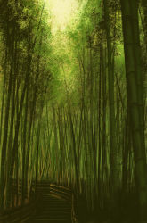 Rule 34 | bamboo, bamboo forest, forest, garden, green theme, koromoya, light, nature, no humans, road, scenery
