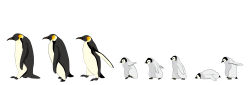 Rule 34 | adobe illustrator (medium), animal, animal focus, baby penguin, bird, commentary request, highres, lying, midori (user rfup2354), no humans, on stomach, original, penguin, simple background, standing, walking, white background