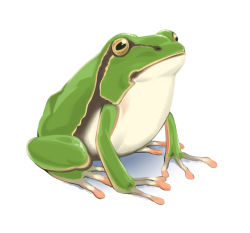 Rule 34 | animal focus, dyun, frog, green theme, no humans, original, realistic, simple background, white background