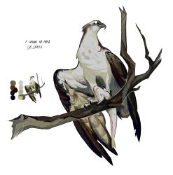 Rule 34 | absurdres, animal focus, art study, bird, branch, color guide, commentary, crrn, english commentary, fish, full body, highres, no humans, original, osprey, reference inset, simple background, solid eyes, white background