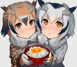 Rule 34 | 10s, 2girls, blush, brown eyes, brown hair, commentary request, egg yolk, eurasian eagle owl (kemono friends), feather hair ornament, feather trim, feathers, food, grey hair, hair ornament, head wings, holding, holding food, jacket, kemono friends, long sleeves, looking at viewer, multiple girls, northern white-faced owl (kemono friends), rice, tamagokake gohan, walzrj, wings